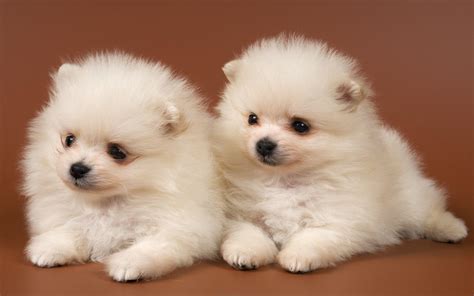 cute dogs  puppies wallpapers wallpaper cave