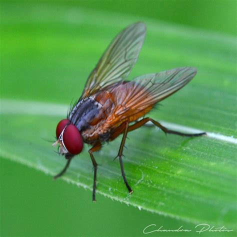 housefly  stock photo fly rests  leaf macro photo royalty