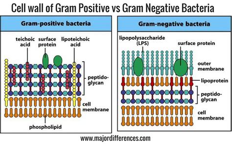 Distinction Between Gram Positive And Gram Negative