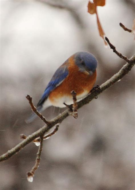 bluebird photograph  karen beasley