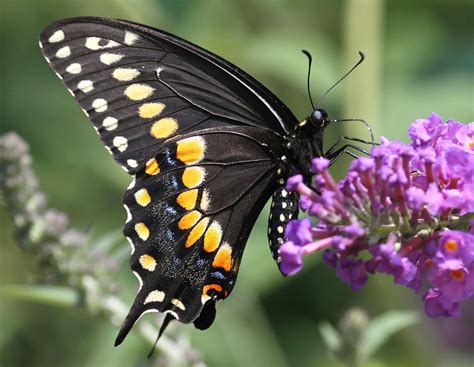 black swallowtail butterflies  central texas inaturalistorg