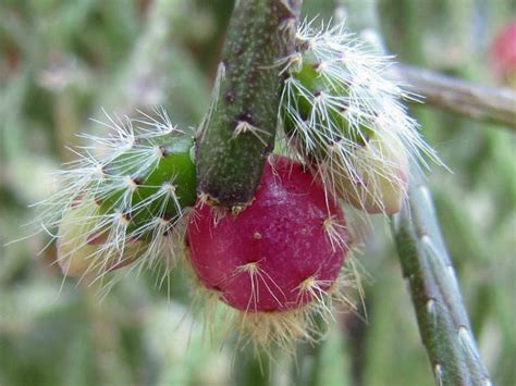 rhipsalis pilocarpa hairy stemmed rhipsalis world of succulents