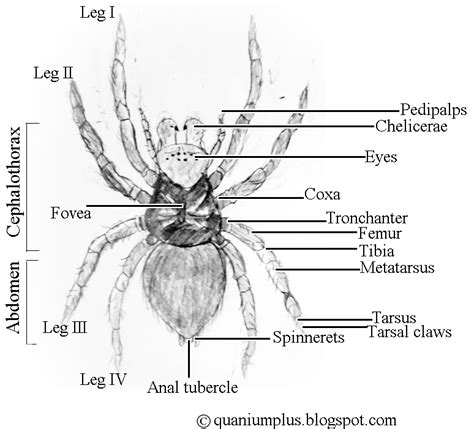 world  arachnids anatomy  physiology  spiders