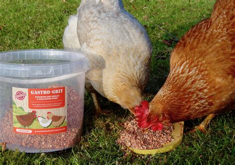 chickens  grit   feed company