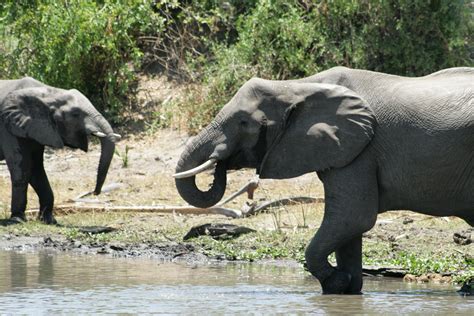 african elephants     verge  extinction