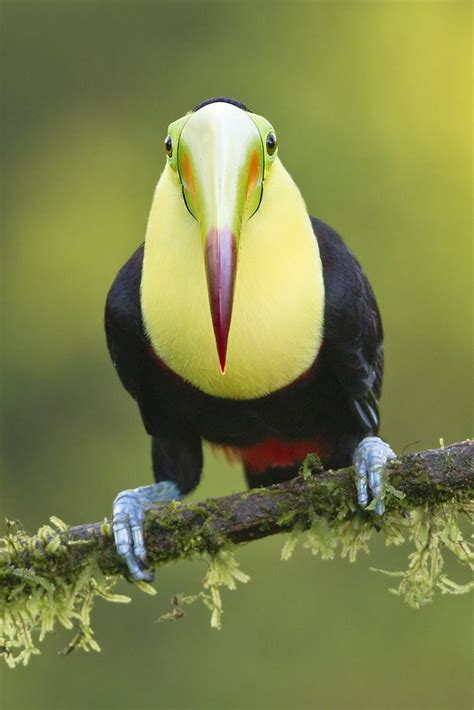 toucan images  pinterest toco toucan birds  san diego zoo