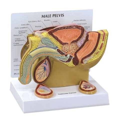 Anatomical Model Male Pelvis With Testicle