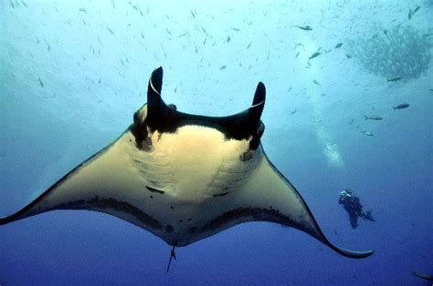 giant manta ray animal facts  information