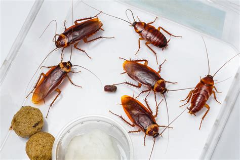 cockroaches eat          houses