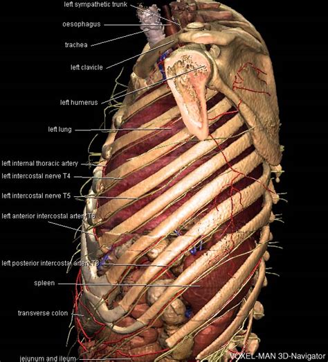 dimensional anatomy   thorax