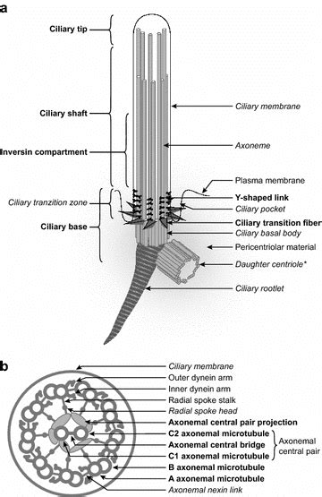 schematic representation   cilium   main parts components  scientific