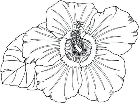 tropical flower coloring pages  getdrawings