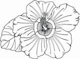 Tropical Coloring Pages Flower Flowers Getdrawings Color Printable sketch template