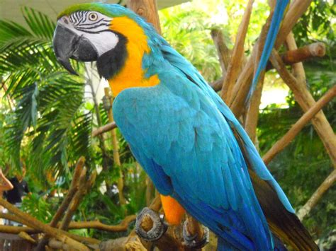 papagei foto bild tiere zoo wildpark falknerei voegel bilder auf fotocommunity