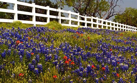 texas spring photograph  brian kerls