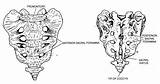 Sacrum Coccyx Anterior Horse Worksheet Blank Anatomy Worksheeto Label Via sketch template
