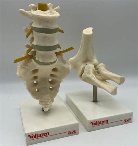 voltaren geigy anatomical model  design plastic catawiki