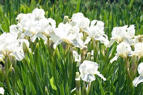 grow iris yates australia