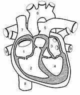 Heart Worksheet Parts Blood Flow Human Diagram Biologycorner Kids Anatomy sketch template