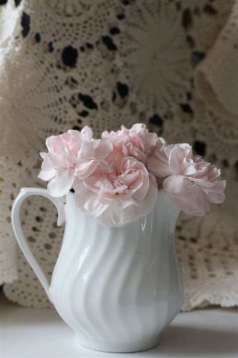 flower pink white floral petal fresh bouquet lace carnation blossom natural pikist