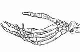 Skelett Draw Bones Skeletons Tattoos Squelette Knochen Skeletthand Mazie sketch template