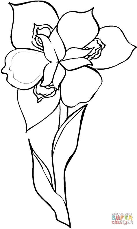iris flower coloring page  printable coloring pages coloring home