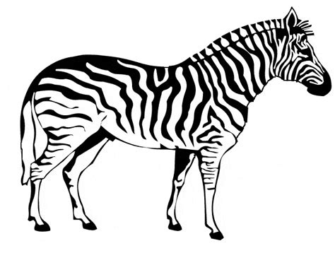 zebra coloring page animals town  zebra color sheet