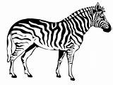 Zebra Coloring Color Pages Animals Sheet Animal Print Back sketch template