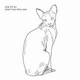 Cat Sphynx Coloring Hairless Line Own Color Drawings 500px 66kb Drawing sketch template