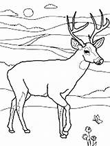 Deer Mule Line Coloring Drawing Buck Pages Whitetail Running Printable Result Simple Drawings Template America North Getdrawings Paintingvalley Getcolorings Tailed sketch template