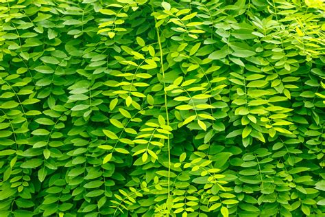 green leaves background  stock photo public domain pictures