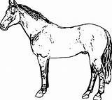 Horse Coloring Wecoloringpage Spread sketch template