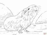 Guinea Pig Coloring Pages Printable Drawing Curious Pigs Cute Colouring Color Baby Drawings Supercoloring Print Draw sketch template