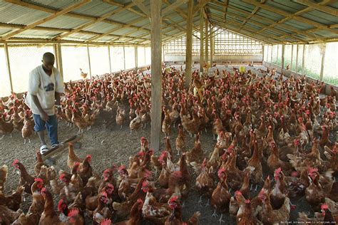 dutch firm  invest  poultry aquaculture spread