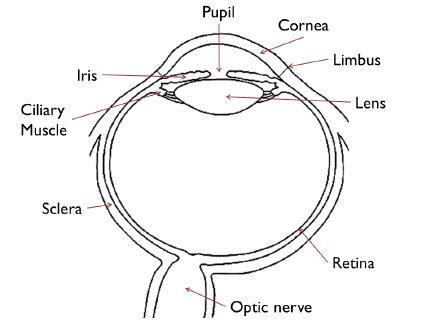 schematic   anatomy   human eye  scientific diagram