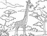 Giraffe Coloring Pages African Printable Animals Kids Funny Savanna Color Cartoon Drawing Clipart Jirafa Para Giraffes Mask Sheets Animal Cute sketch template