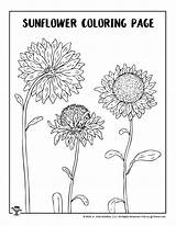 Sunflower Coloring Pages sketch template