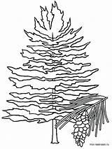 Pine Tree Coloring Pages Maine Fir Carolina North Clipart Michigan Drawing Trees Printable Clip State Idaho States Eastern Color Kids sketch template