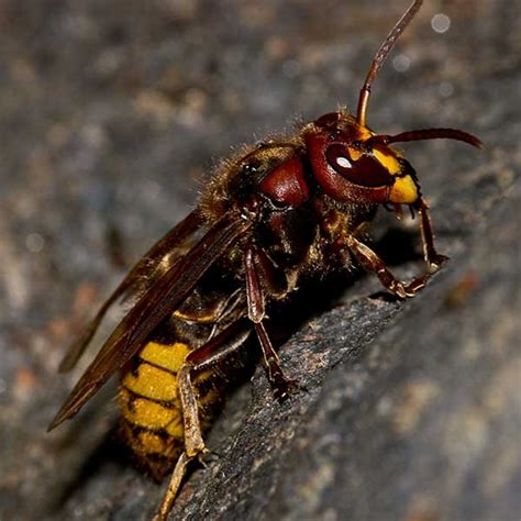 european hornet identification western exterminator  las vegas