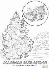 Coloring Pages Colorado State Tree Nevada Iowa Printable Symbols Mexico Getcolorings Drawing Color Holidays Comments sketch template