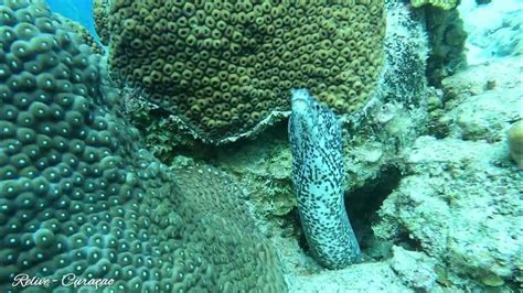 duiken op curacao de  onderwater wereld van relive curacao vandaag crash site parasasa