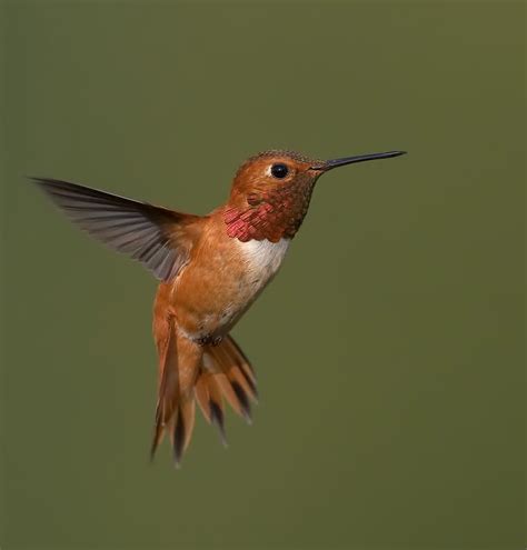 rufous hummingbird birdnote