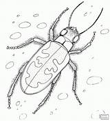 Dung Drawing Coloring Getdrawings Beetles sketch template
