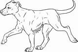 Pitbull Dog Puppies Coloringhome sketch template
