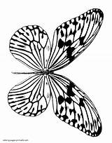 Coloring Butterfly Pages Realistic Printable Butterflies Kids Insect Print sketch template