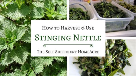 harvest   stinging nettle stinging nettle nettle