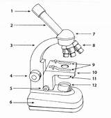 Microscope Worksheet Parts Quiz Labeling Diagram Compound Blank Light Via sketch template