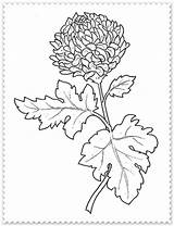 Colorat Crizanteme Planse Flori Desene Frunze Crizantema Toamna Creion Floarea Soarelui Culorile sketch template