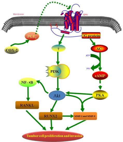 prostaglandin  receptor ep  involved   cell growth