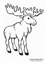 Moose Mummers sketch template